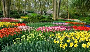 Keukenhof